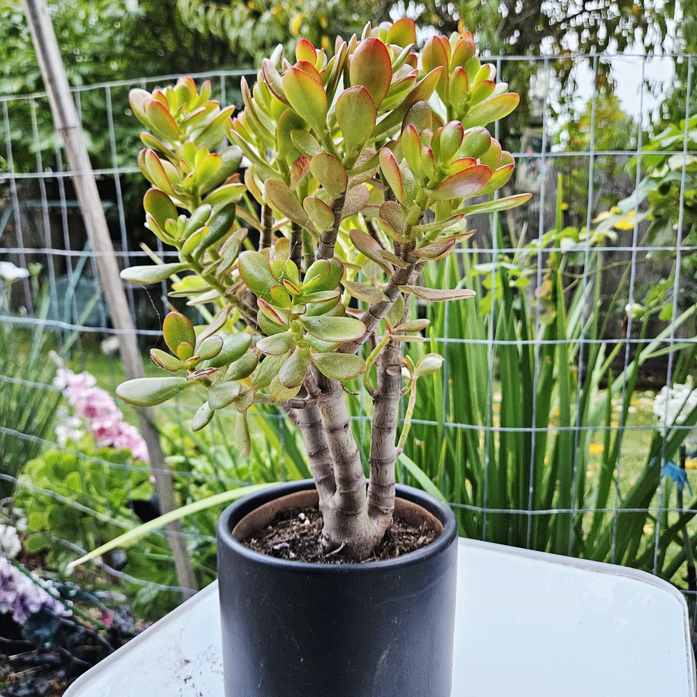 Botany Bay Jade